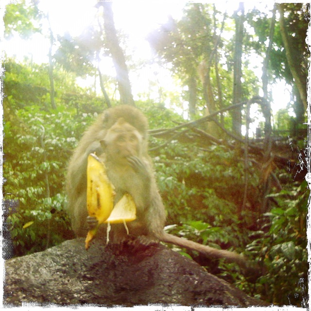 monkey f 012