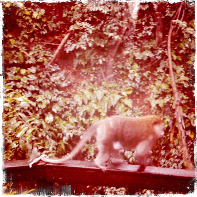 monkey f 018