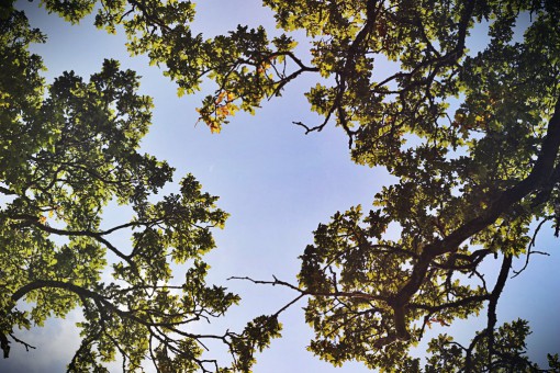 trees