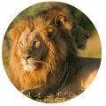 lions