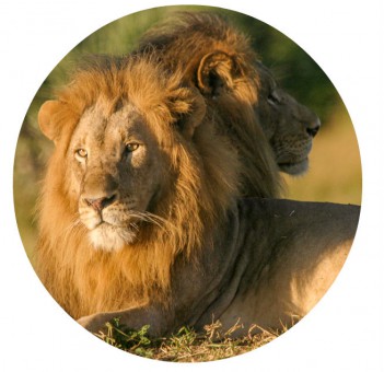 lions