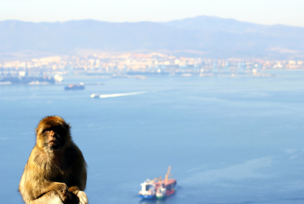Gibraltar_Affe