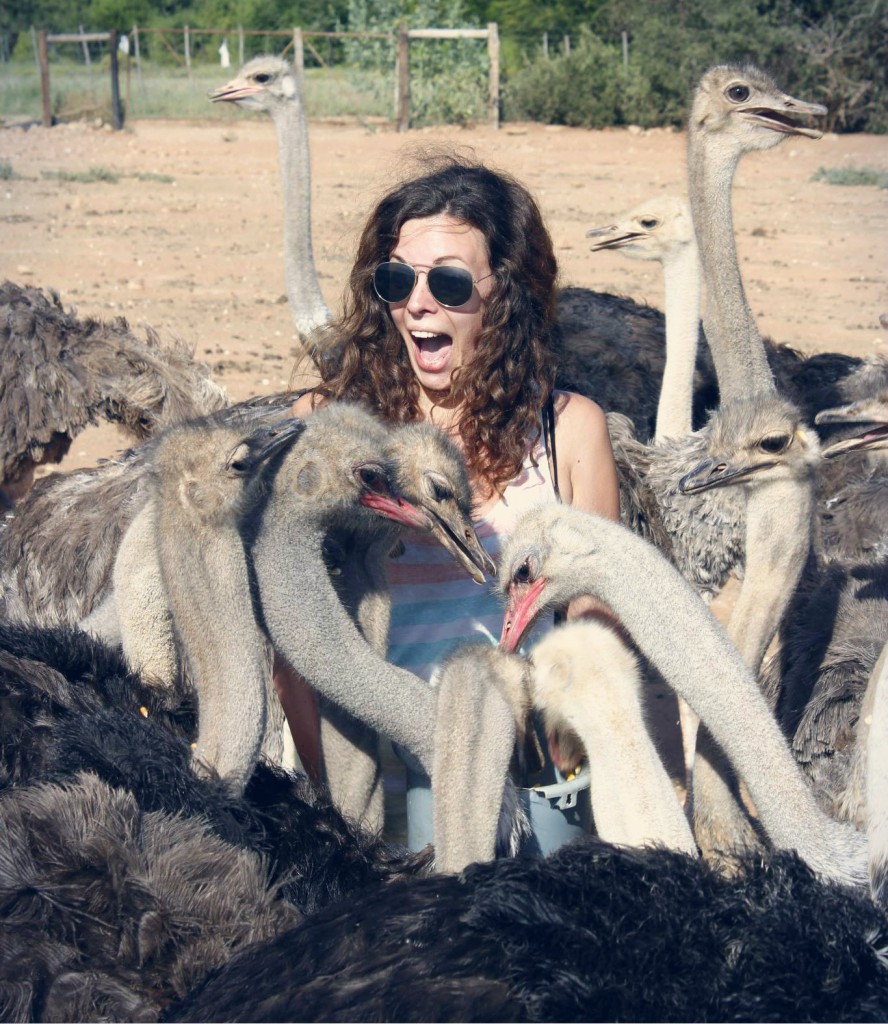 ostriches